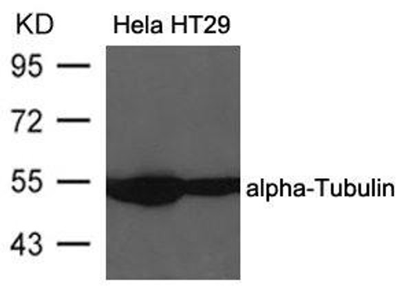 TUBA1B Antibody PACO21560