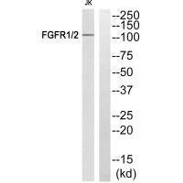 FGFR1/FGFR2 Ab-463 Antibody PACO21618