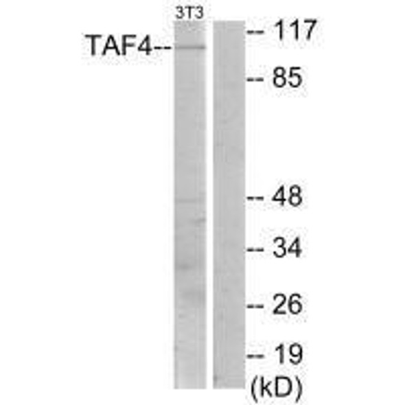 TAF4 Antibody PACO21673