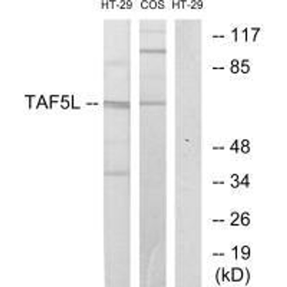 TAF5L Antibody PACO21702