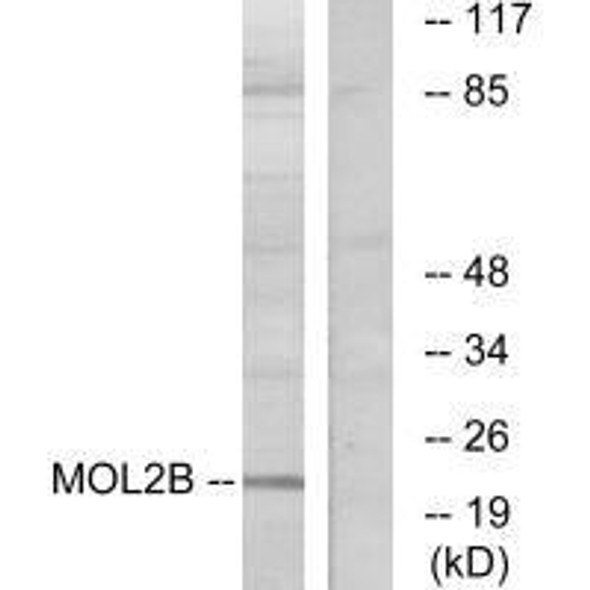 MOB3B Antibody PACO21887