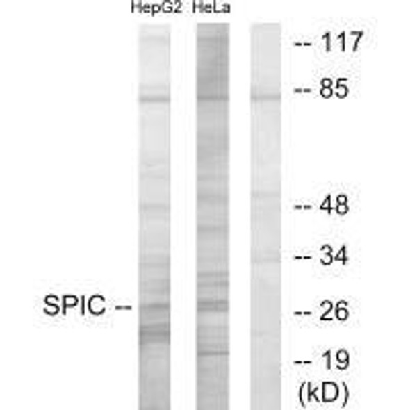 SPIC Antibody PACO21897