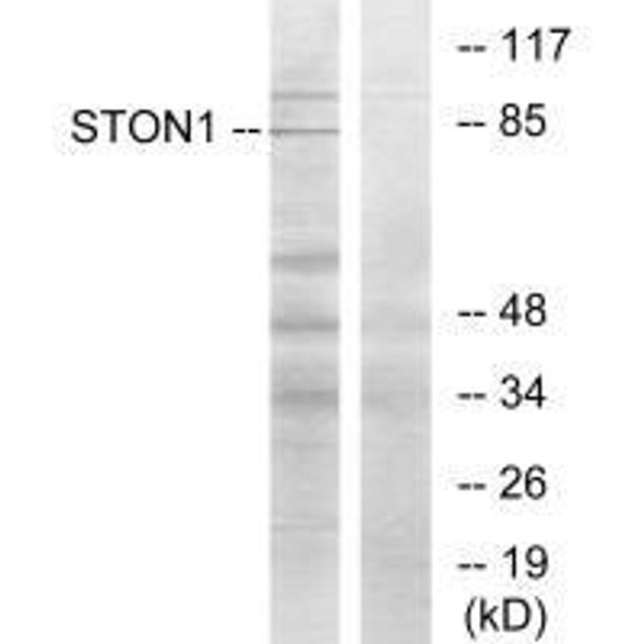 STON1 Antibody PACO21999