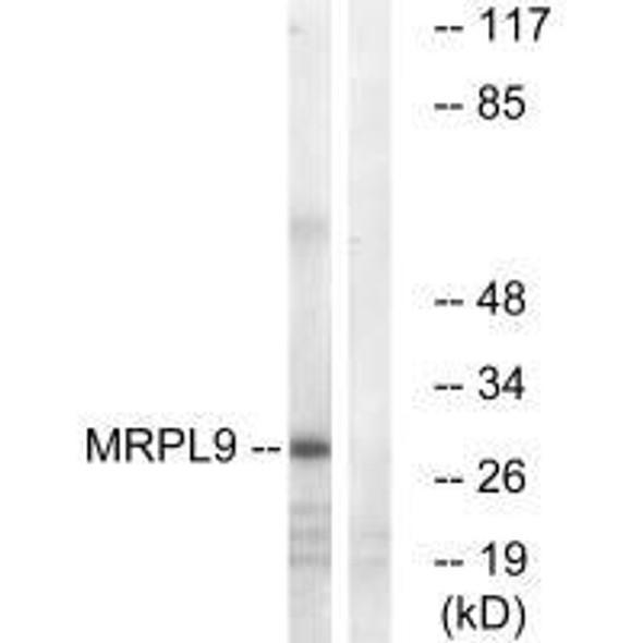 MRPL9 Antibody PACO22090