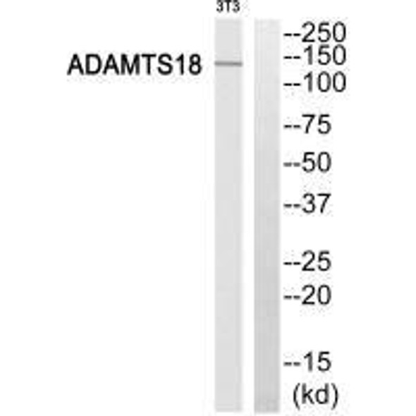 ADAMTS18 Antibody PACO22123