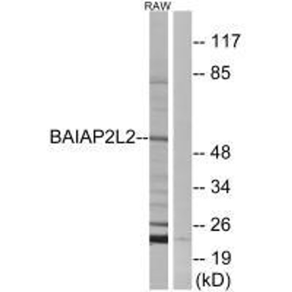 BAIAP2L2 Antibody PACO22209