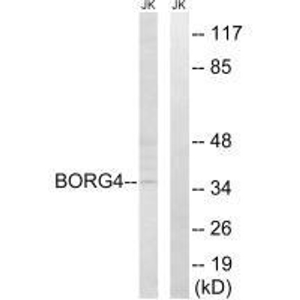 CDC42EP4 Antibody PACO22246