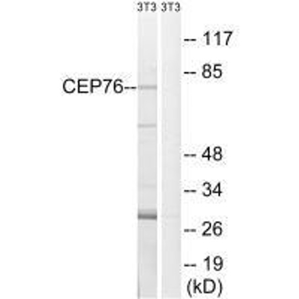 CEP76 Antibody PACO22255