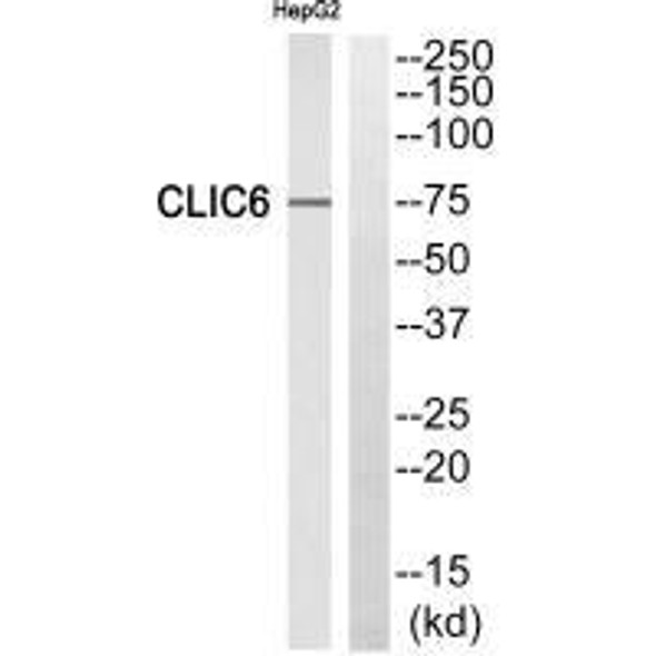 CLIC6 Antibody PACO22264