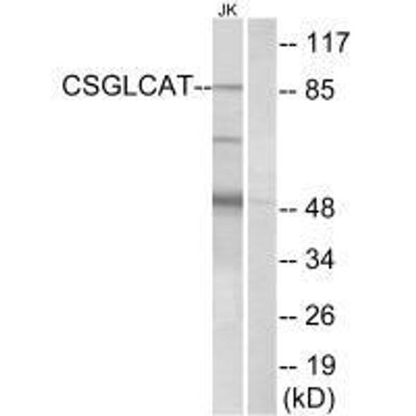 CHPF2 Antibody PACO22267