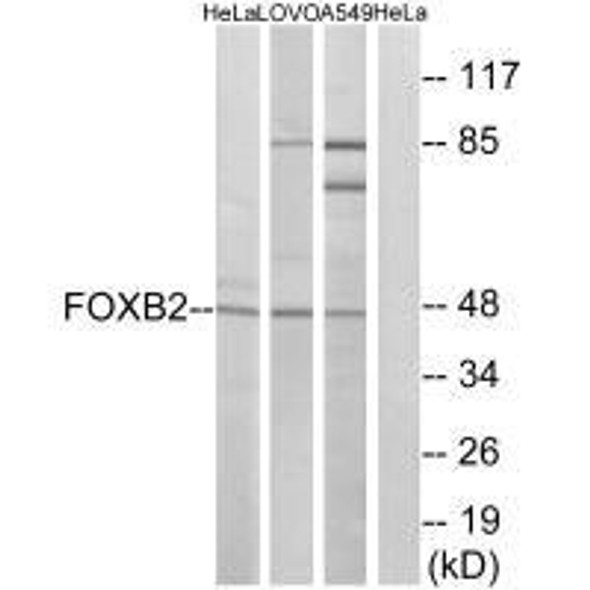 FOXB2 Antibody PACO22333