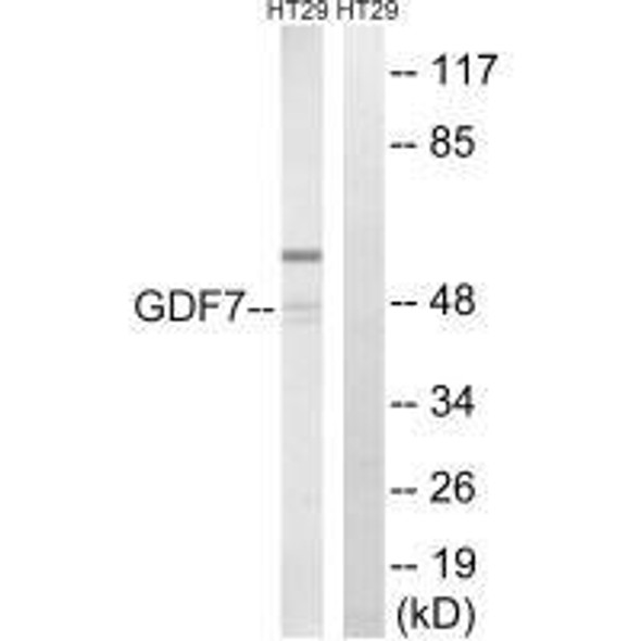 GDF7 Antibody PACO22355