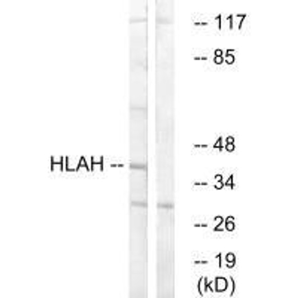 HLA-H Antibody PACO22369