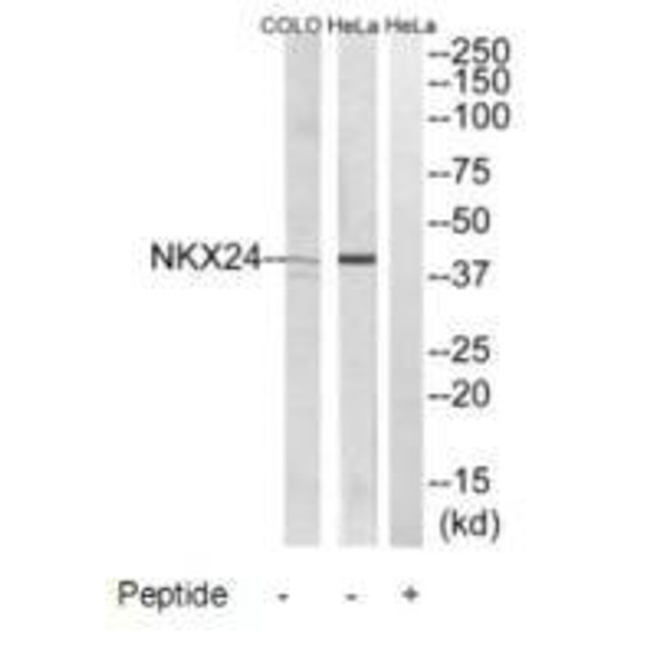 NKX2-4 Antibody PACO22378