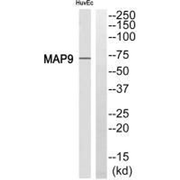 MAP9 Antibody PACO22415