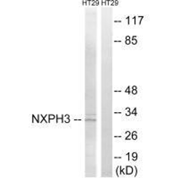 NXPH3 Antibody PACO22461