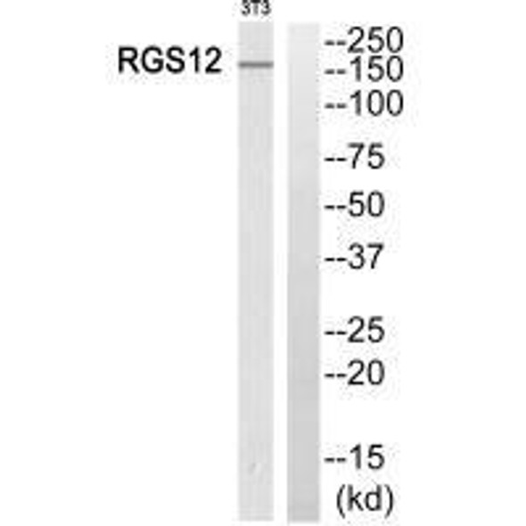 RGS12 Antibody PACO22562
