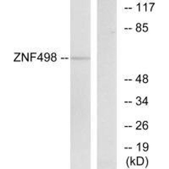 ZSCAN25 Antibody PACO22706