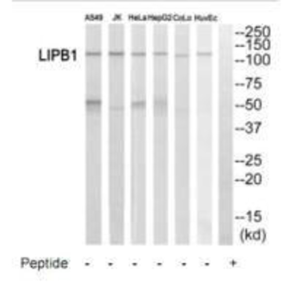 LIPB1 Antibody PACO22717