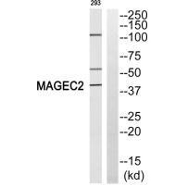 MAGEC2 Antibody PACO22792