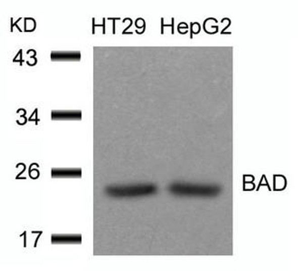 Bad Ab-136 Antibody PACO22893