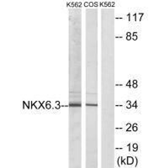 NKX6-3 Antibody PACO23160