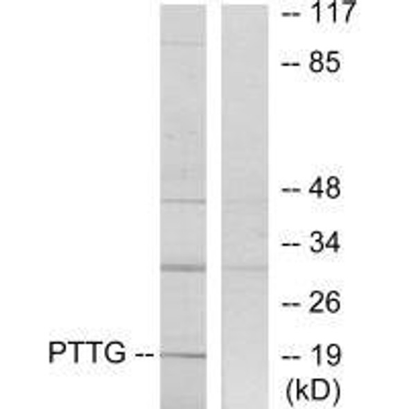 PTTG1IP Antibody PACO23232