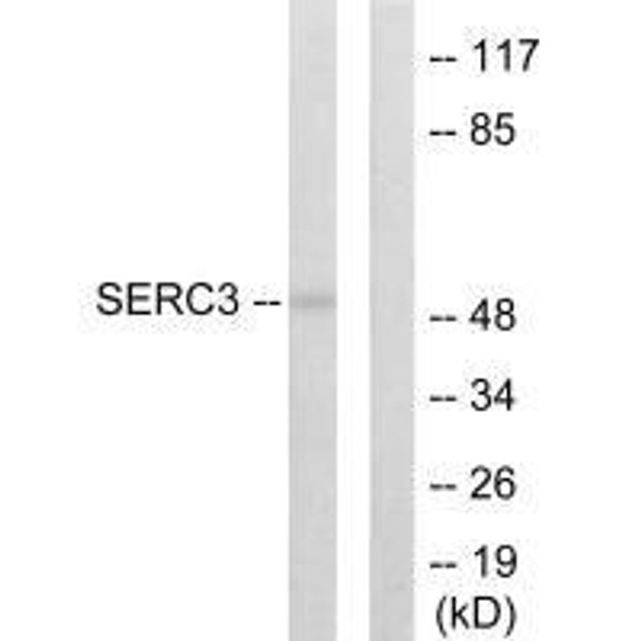 SERINC3 Antibody PACO23243