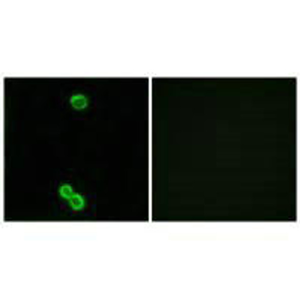 RPL3L Antibody PACO23370