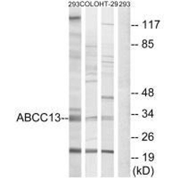 ABCC13 Antibody PACO23467