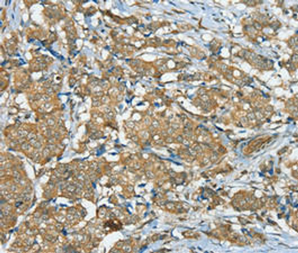 SERINC3 Antibody PACO23529