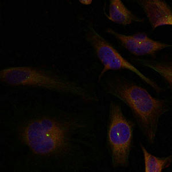CFL1/CFL2 Ab-88 Antibody PACO23593