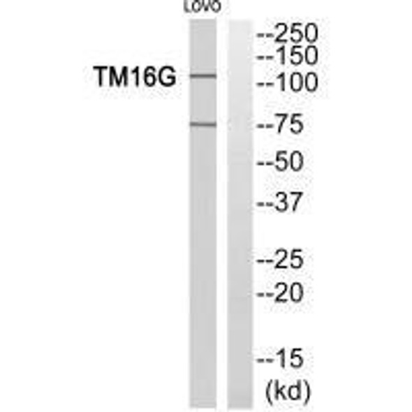 ANO7 Antibody PACO23753