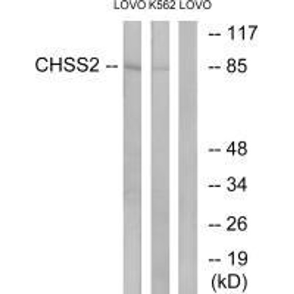 CHPF Antibody PACO23799