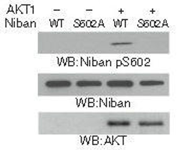 Phospho-FAM129A Ser602 Antibody PACO23915