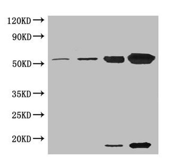 RuBisCO activase Antibody PACO24900