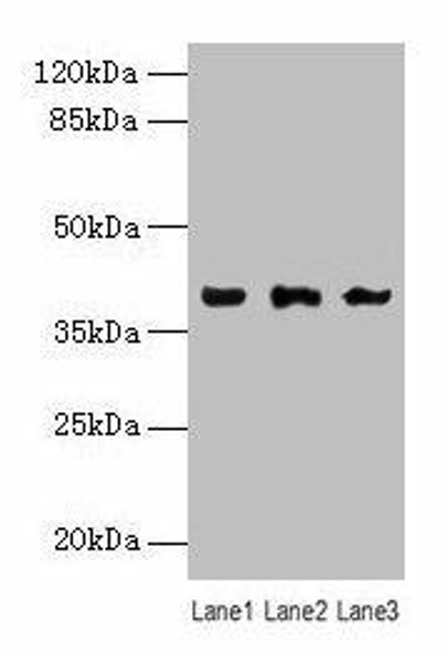 Anxa1 Antibody PACO24916