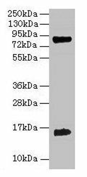 Hemoglobin Antibody PACO25160