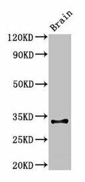 Cd74 Antibody PACO25624