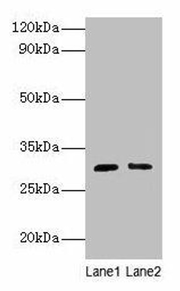 Cd82 Antibody PACO25636