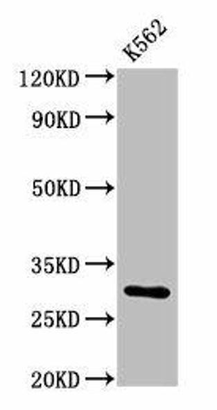 CLIC2 Antibody PACO25805