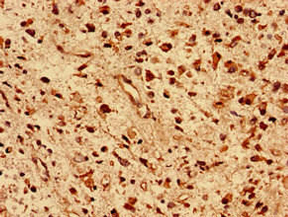 DNAJB5 Antibody PACO26269