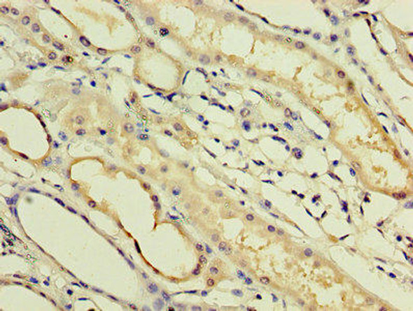 IFNA14 Antibody PACO27525