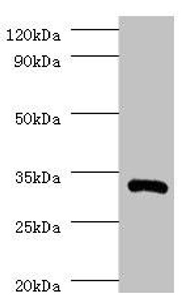 IL1B Antibody PACO27601