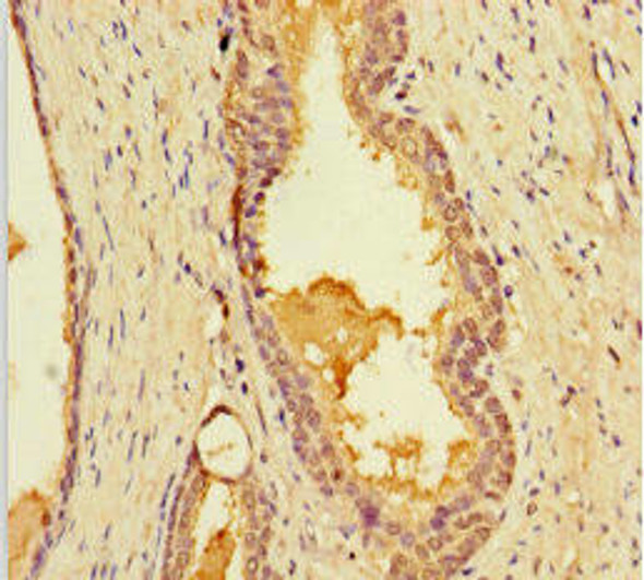 LIMS3 Antibody PACO27969