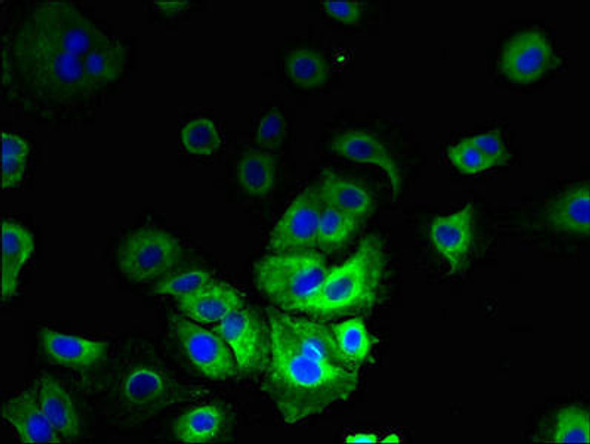 LMF2 Antibody PACO27981