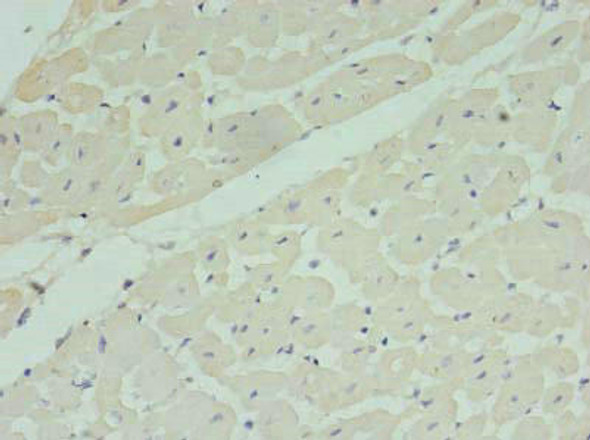 MRPL33 Antibody PACO28350