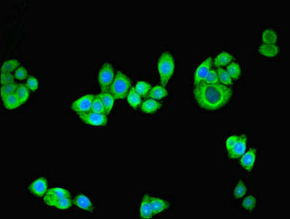 NRG2 Antibody PACO28650