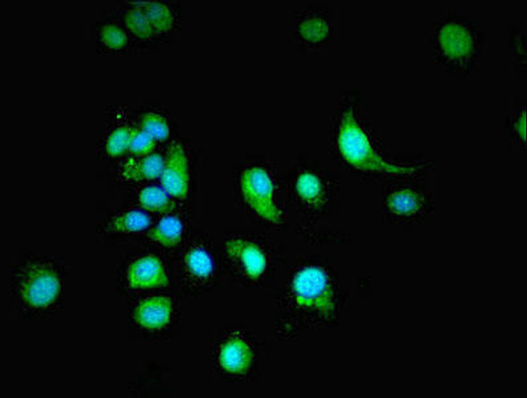 NXF3 Antibody PACO28682