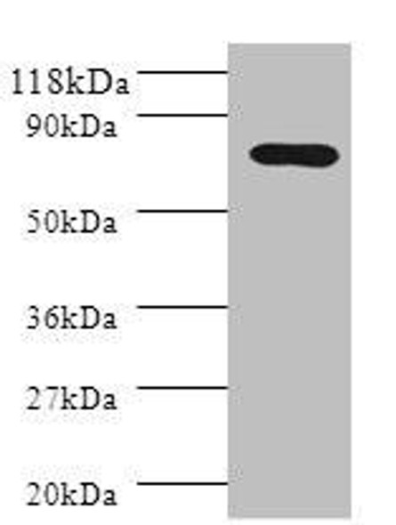 PIGR Antibody PACO28938